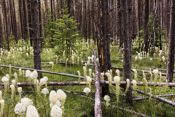 Beargrass in forest-Glacier National Park-Montana Xerophyllum tenax